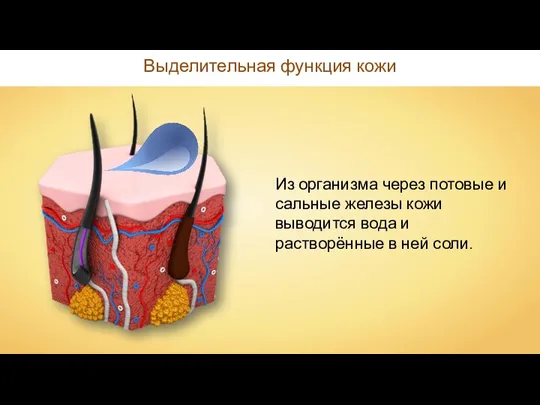 Выделительная функция кожи Из организма через потовые и сальные железы кожи выводится