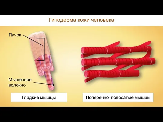 Гиподерма кожи человека Мышечное волокно Пучок Гладкие мышцы Поперечно-полосатые мышцы