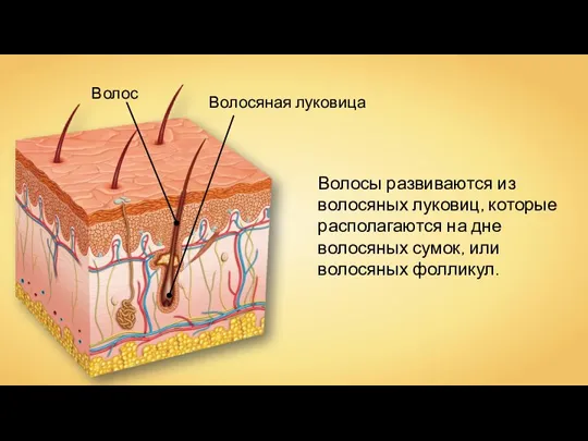 Волос Волосяная луковица Волосы развиваются из волосяных луковиц, которые располагаются на дне