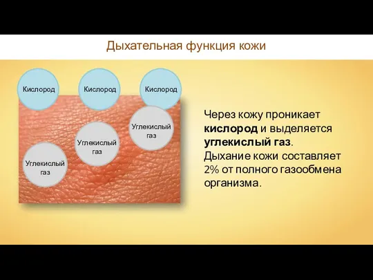 Дыхательная функция кожи Через кожу проникает кислород и выделяется углекислый газ. Дыхание