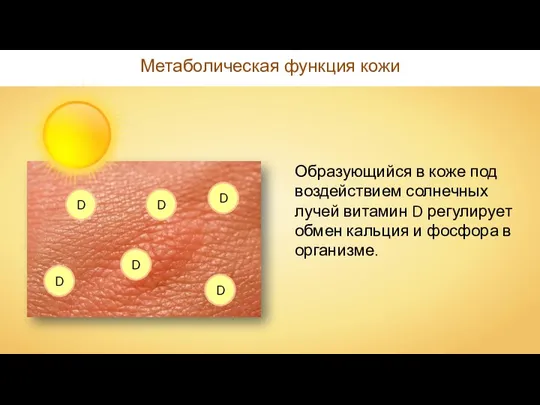 Метаболическая функция кожи Образующийся в коже под воздействием солнечных лучей витамин D