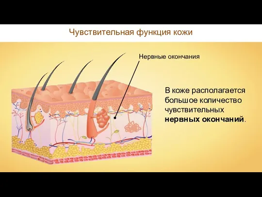 Чувствительная функция кожи Нервные окончания В коже располагается большое количество чувствительных нервных окончаний.