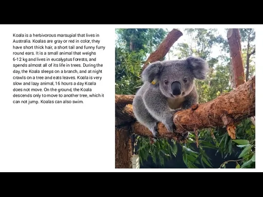 Koala is a herbivorous marsupial that lives in Australia. Koalas are gray