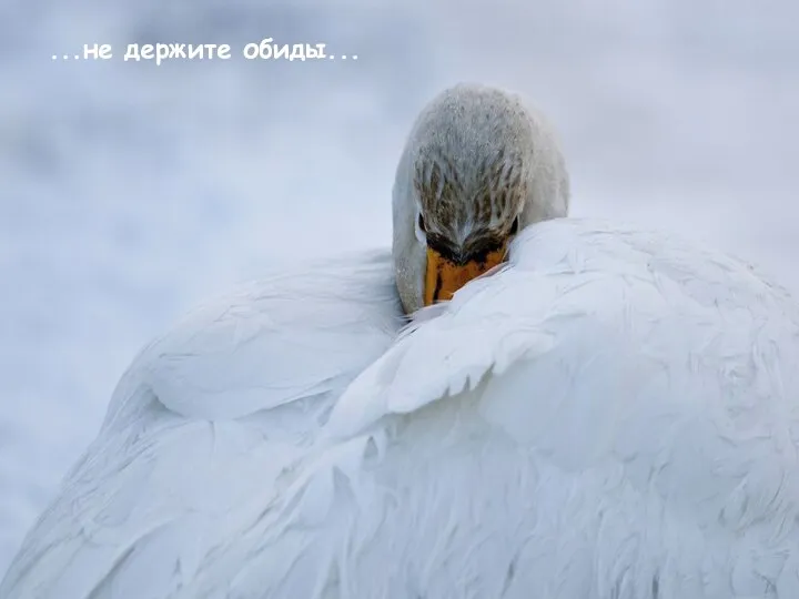 ...не держите обиды...