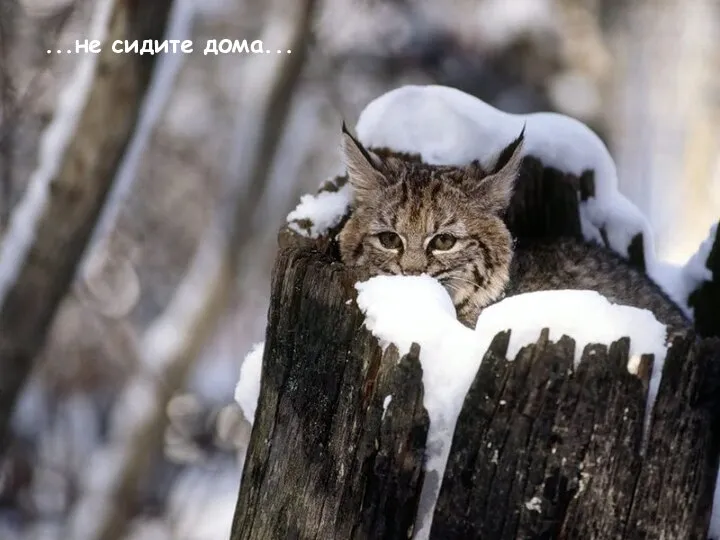 ...не сидите дома...