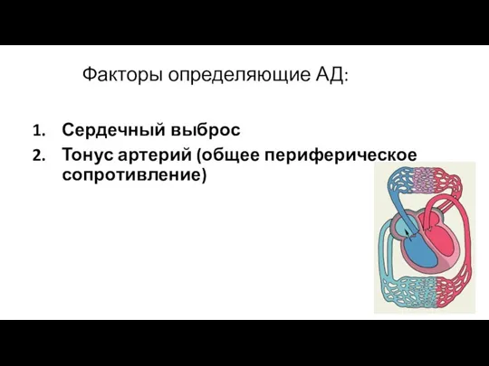 Факторы определяющие АД: Сердечный выброс Тонус артерий (общее периферическое сопротивление)