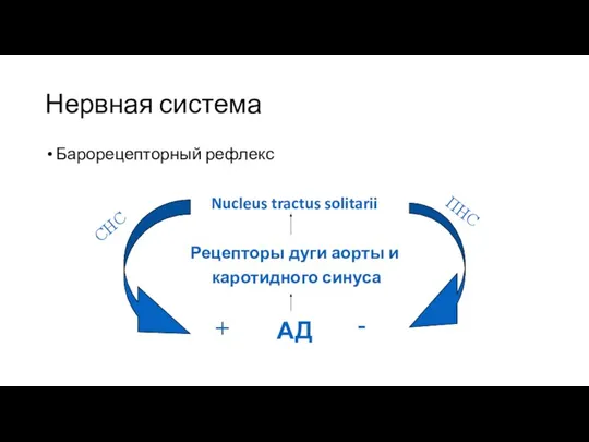 Нервная система Барорецепторный рефлекс Nucleus tractus solitarii Рецепторы дуги аорты и каротидного