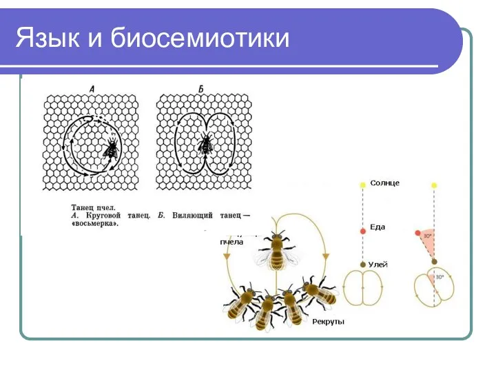 Язык и биосемиотики