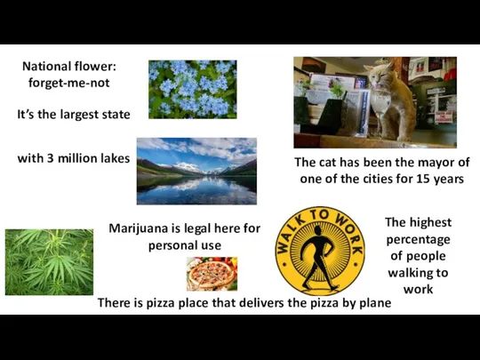 National flower: forget-me-not It’s the largest state with 3 million lakes Marijuana