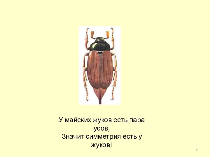 У майских жуков есть пара усов, Значит симметрия есть у жуков!