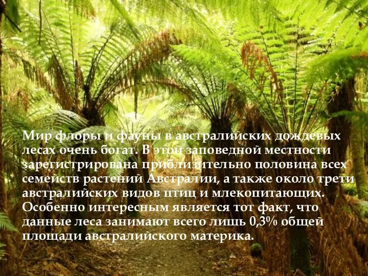 Мир флоры и фауны в австралийских дождевых лесах очень богат. В этой