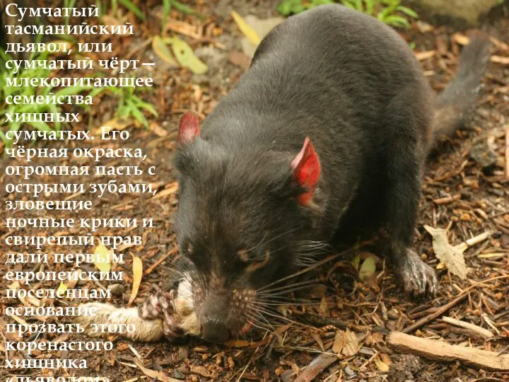 Сумчатый тасманийский дьявол, или сумчатый чёрт— млекопитающее семейства хищных сумчатых. Его чёрная
