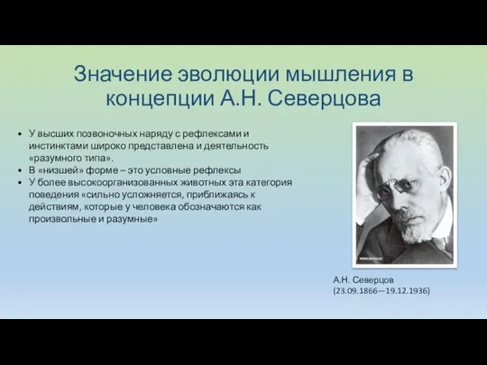 Значение эволюции мышления в концепции А.Н. Северцова А.Н. Северцов (23.09.1866—19.12.1936) У высших