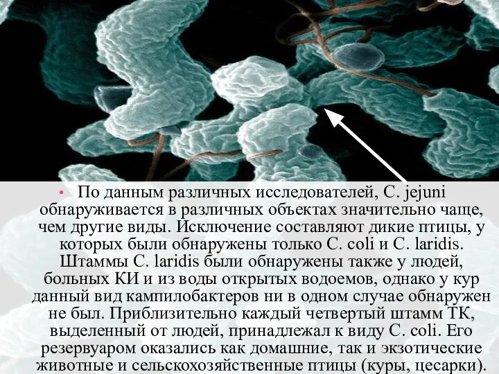 По данным различных исследователей, C. jejuni обнаруживается в различных объектах значительно чаще,