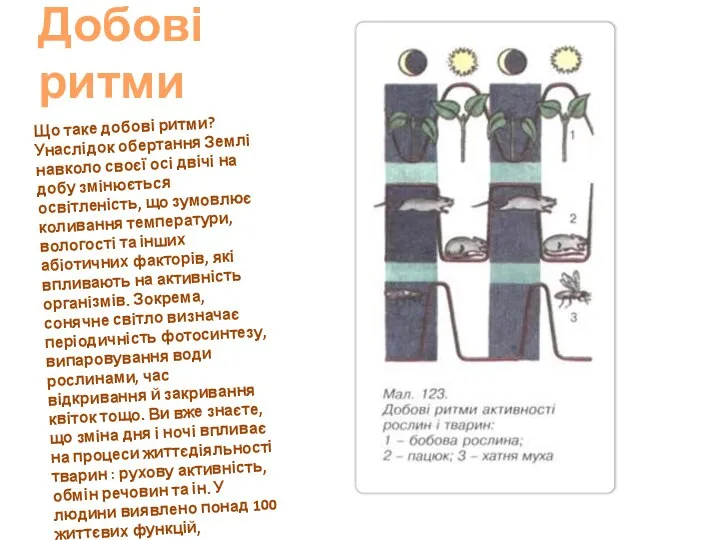 Добові ритми Що таке добові ритми? Унаслідок обертання Землі навколо своєї осі