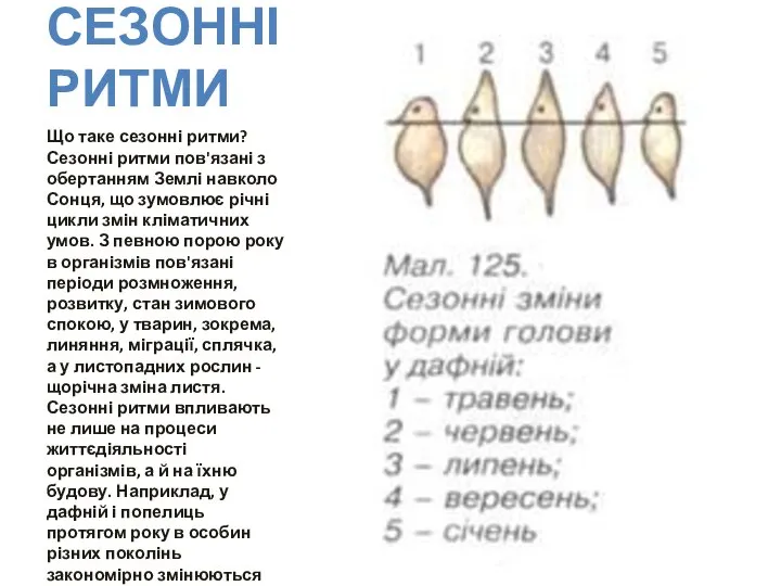 СЕЗОННІ РИТМИ Що таке сезонні ритми? Сезонні ритми пов'язані з обертанням Землі