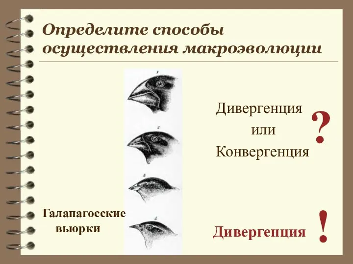 Дивергенция или Конвергенция ? Дивергенция ! Галапагосские вьюрки Определите способы осуществления макроэволюции