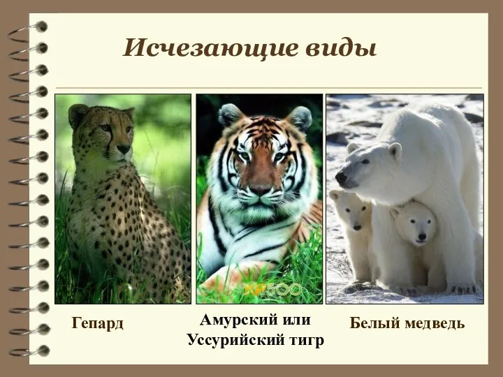 Исчезающие виды Гепард Амурский или Уссурийский тигр Белый медведь