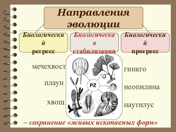 Направления эволюции Биологический регресс Биологическая стабилизация Биологический прогресс мечехвост плаун хвощ гинкго