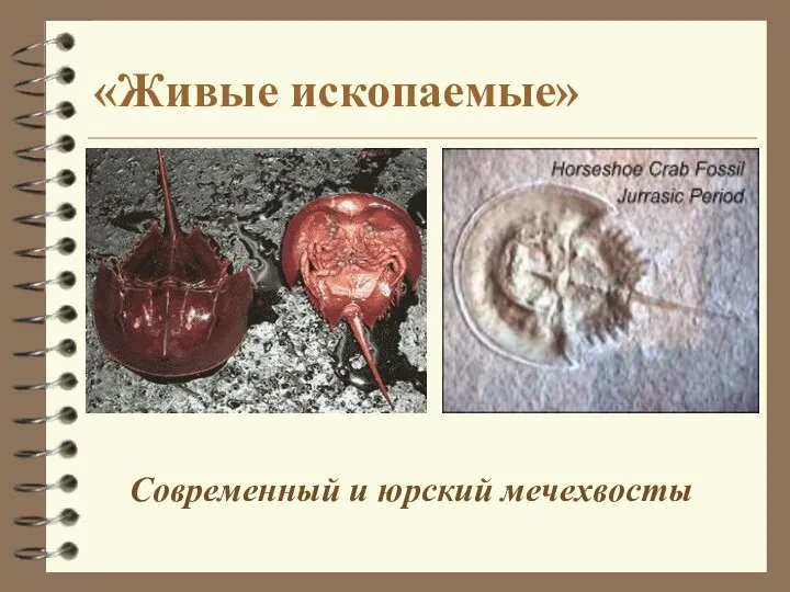 Современный и юрский мечехвосты «Живые ископаемые»