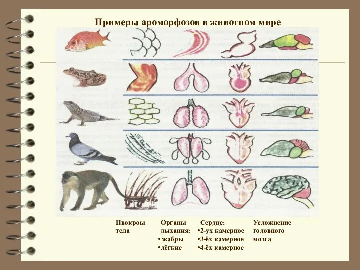 Примеры ароморфозов в животном мире Пвокроы тела Органы дыхания: жабры лёгкие Сердце: