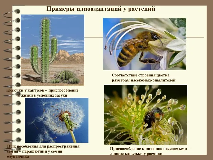 Примеры идиоадаптаций у растений Колючки у кактусов – приспособление к жизни в