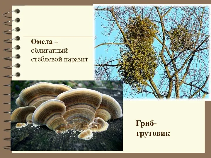 Омела – облигатный стеблевой паразит Гриб- трутовик