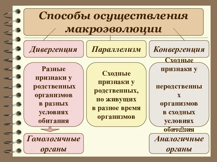 Способы осуществления макроэволюции Дивергенция Параллелизм Конвергенция Разные признаки у родственных организмов в