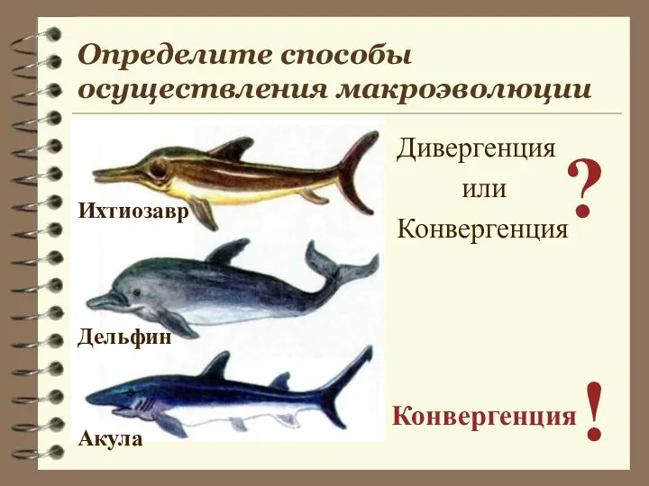 Определите способы осуществления макроэволюции Дивергенция или Конвергенция ? Конвергенция ! Ихтиозавр Акула Дельфин