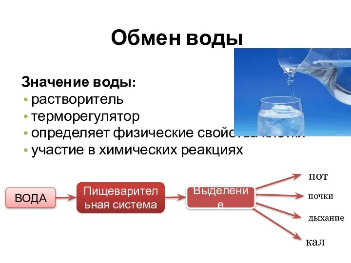 Обмен воды Значение воды: растворитель терморегулятор определяет физические свойства клетки участие в