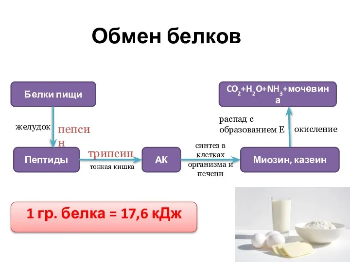 Обмен белков Белки пищи Пептиды АК CO2+H2O+NH3+мочевина 1 гр. белка = 17,6