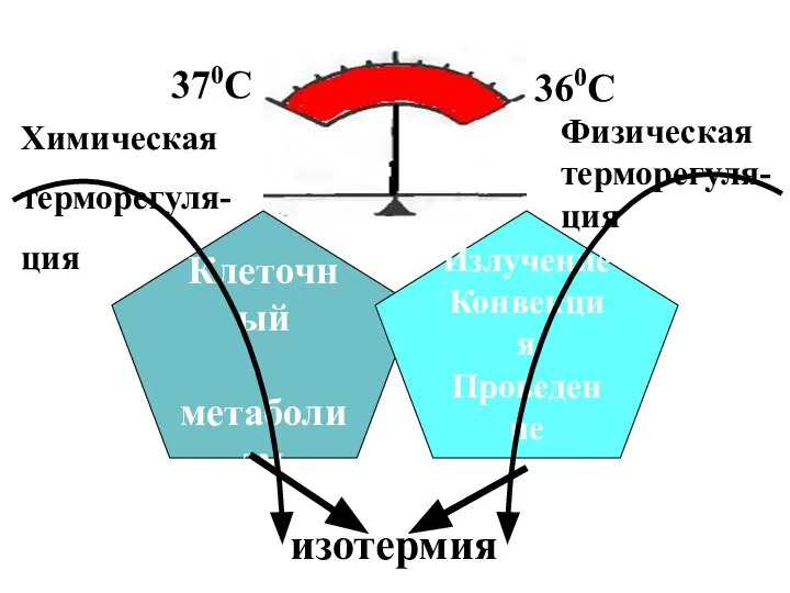 370С 360С Физическая терморегуля- ция Химическая терморегуля- ция Клеточный метаболизм Излучение Конвекция Проведение испарение изотермия