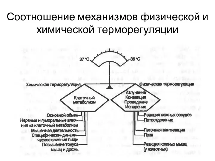 Соотношение механизмов физической и химической терморегуляции