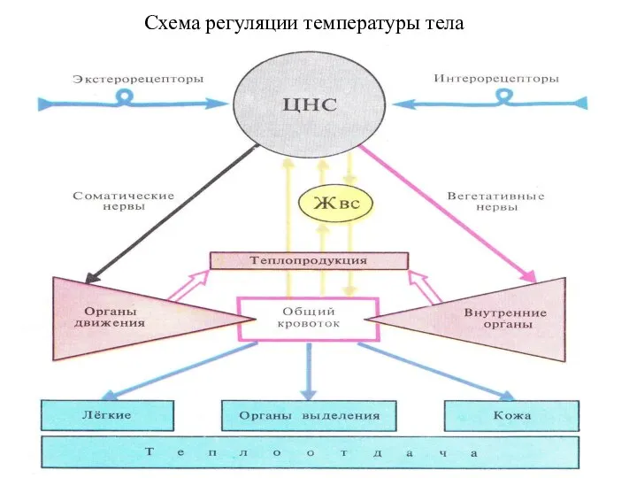 Схема регуляции температуры тела