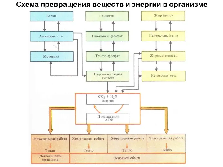 Схема превращения веществ и энергии в организме