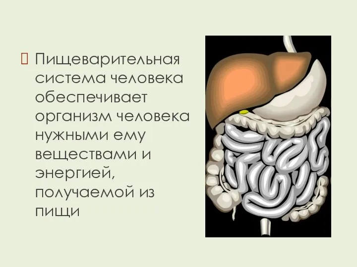 Пищеварительная система человека обеспечивает организм человека нужными ему веществами и энергией, получаемой из пищи