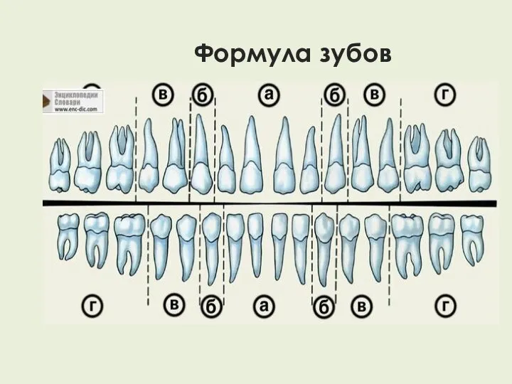 Формула зубов