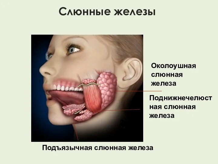 Слюнные железы Околоушная слюнная железа Поднижнечелюстная слюнная железа Подъязычная слюнная железа