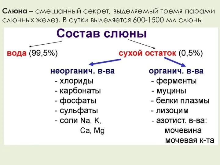 Слюна – смешанный секрет, выделяемый тремя парами слюнных желез. В сутки выделяется 600-1500 мл слюны