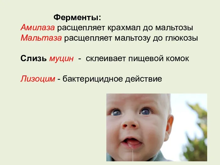 Ферменты: Амилаза расщепляет крахмал до мальтозы Мальтаза расщепляет мальтозу до глюкозы Слизь