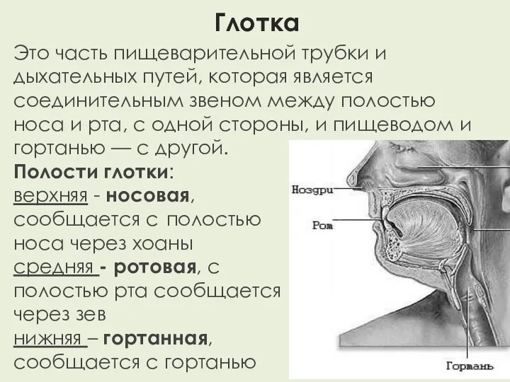 Глотка Это часть пищеварительной трубки и дыхательных путей, которая является соединительным звеном