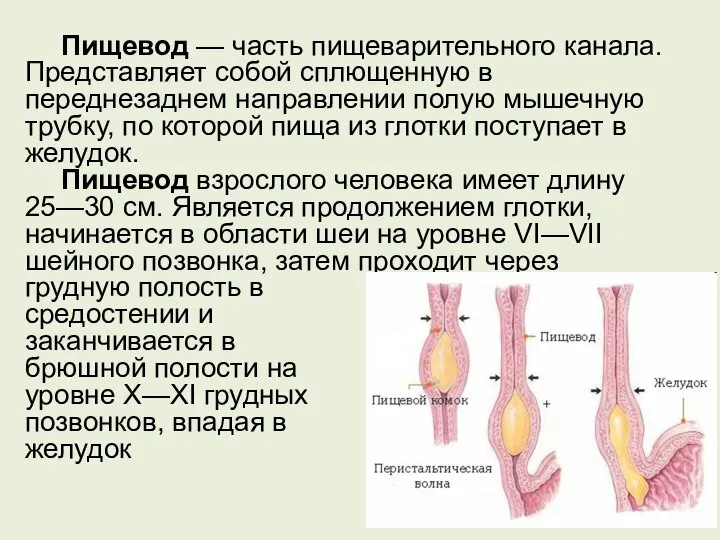 Пищевод — часть пищеварительного канала. Представляет собой сплющенную в переднезаднем направлении полую