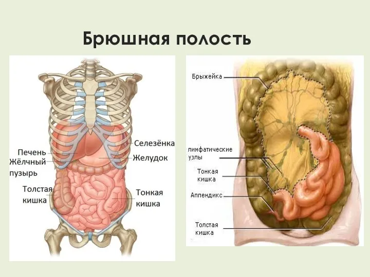 Брюшная полость