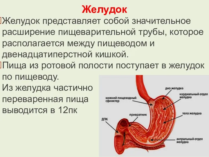Желудок Желудок представляет собой значительное расширение пищеварительной трубы, которое располагается между пищеводом