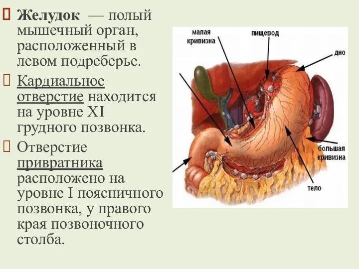 Желудок — полый мышечный орган, расположенный в левом подреберье. Кардиальное отверстие находится