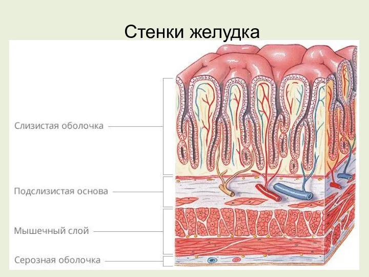 Стенки желудка