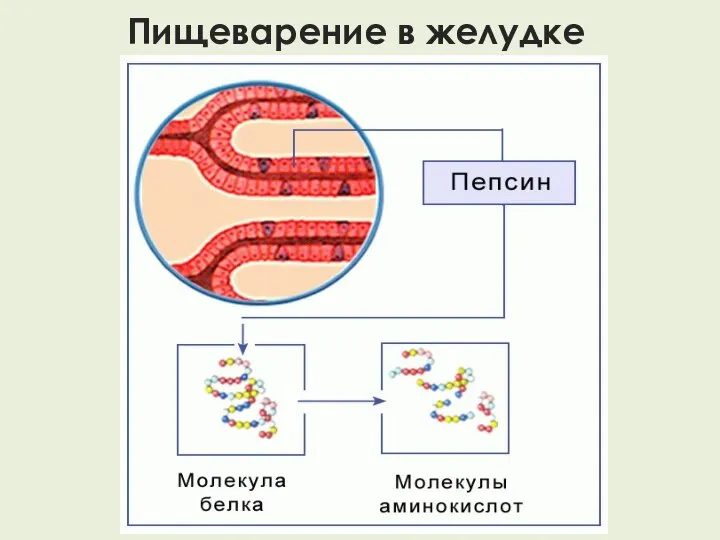 Пищеварение в желудке