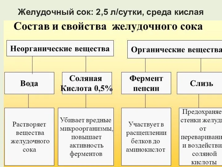 Желудочный сок: 2,5 л/сутки, среда кислая