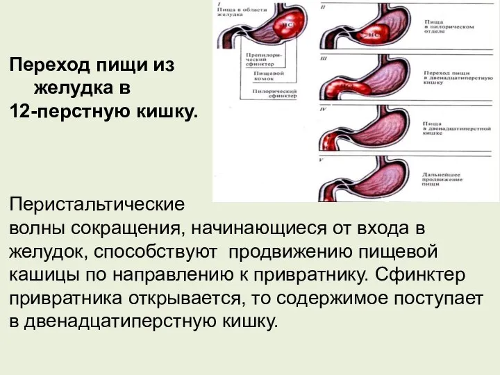 Переход пищи из желудка в 12-перстную кишку. Перистальтические волны сокращения, начинающиеся от