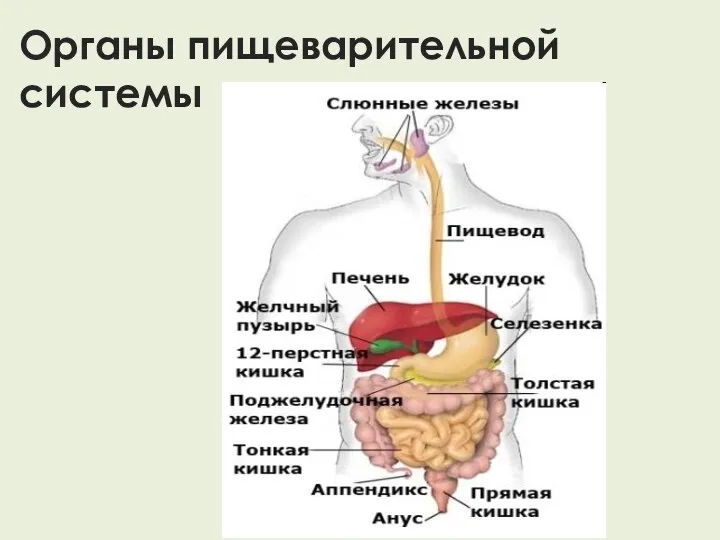 Органы пищеварительной системы